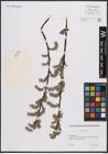 Foto von Salix cinerea L.